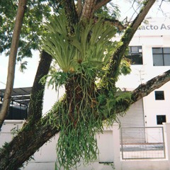 Akardia - Bersedihlah (demo)