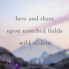 wild violets (naviarhaiku 582)