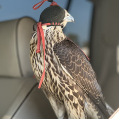 ‎⁨علتي ياسعيد  من اشعار الشيخ صقر بن محمد القاسمي (mp3)⁩.mp3