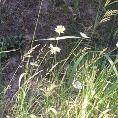 rhizome