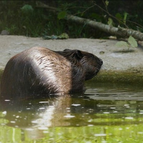 Stream Noël aux Terres de Nataé Castor et loutre, deux espèces