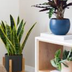 house plants