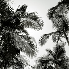 Winter Palms