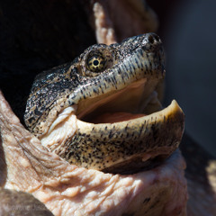 Panhandle Afield: Snapping Turtles