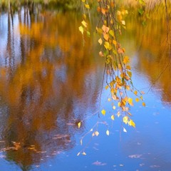 Leafs