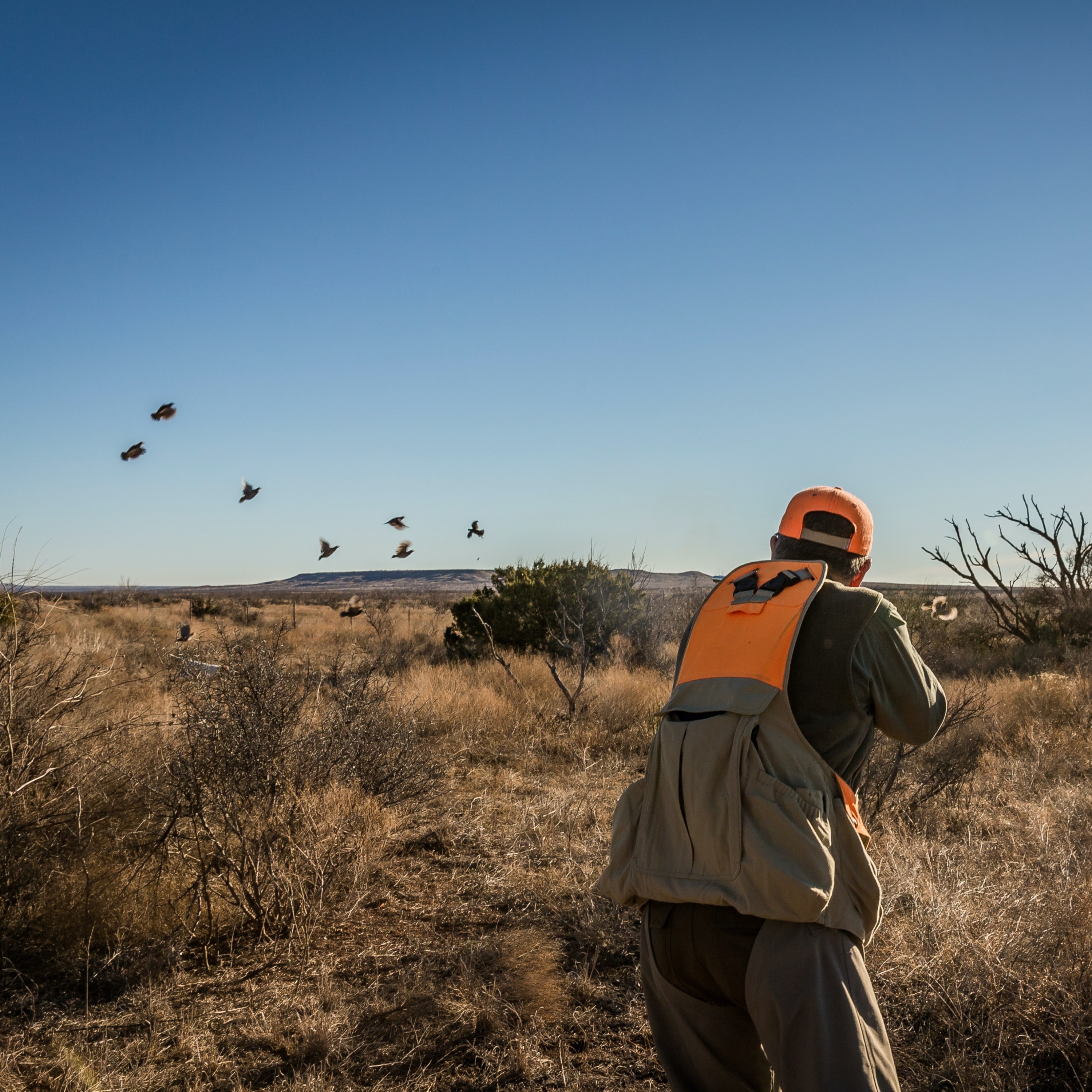 Dr. Dale on Quail