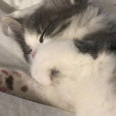 forest gump - frank ocean