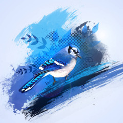 Blue Jay