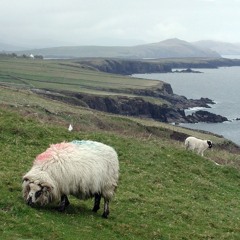 Lambs Head