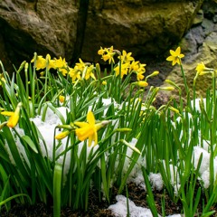 After The Last Snow Falls