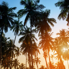 Live Mix The Palm