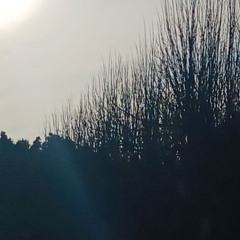 Marlon Hoffstadt Dansson - Shake That (MaxPaul Edit)