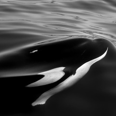 Episode 440: The 1996 SeaWorld Ohio Ski Show Accident