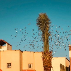 " حكايتنا مثل صدر السماء والطير "