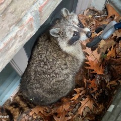 AAAC Wildlife Removal of Cincinnati - Raccoon Pest Control Cincinnati