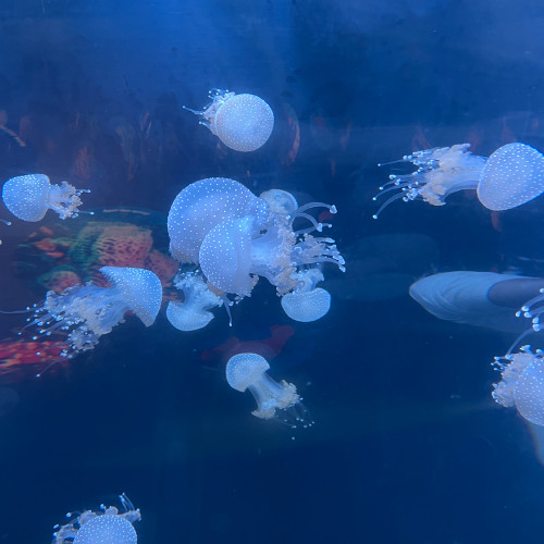 Stream ocean bed - king krule guitar by bloo’s guitar | Listen online ...