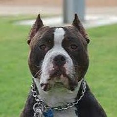 ENTAO TOMA LINGUADINHA DOS PITBULL COM SEDE (( DJ CAUAZIM )) 2024
