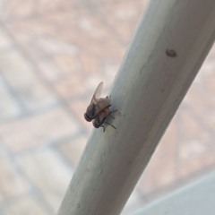 OH COMO CE TÁ MARAVILHOSA