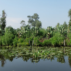 Nutrir las Lenguas del Agua