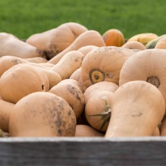 Integrated Weed Management, using cover crops and strip till in pumpkin production