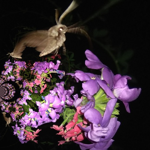 The Moth