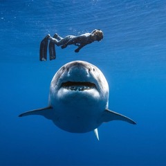 Shark.m4a