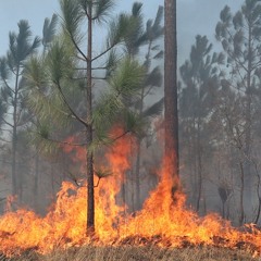 Lightning Burn (from Longleaf)