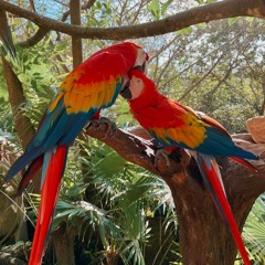 pura vida 🌺🌴🌞🐚🦋