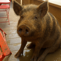 hog water (deluxe mixtape version) tiktok viral sound *morgue*