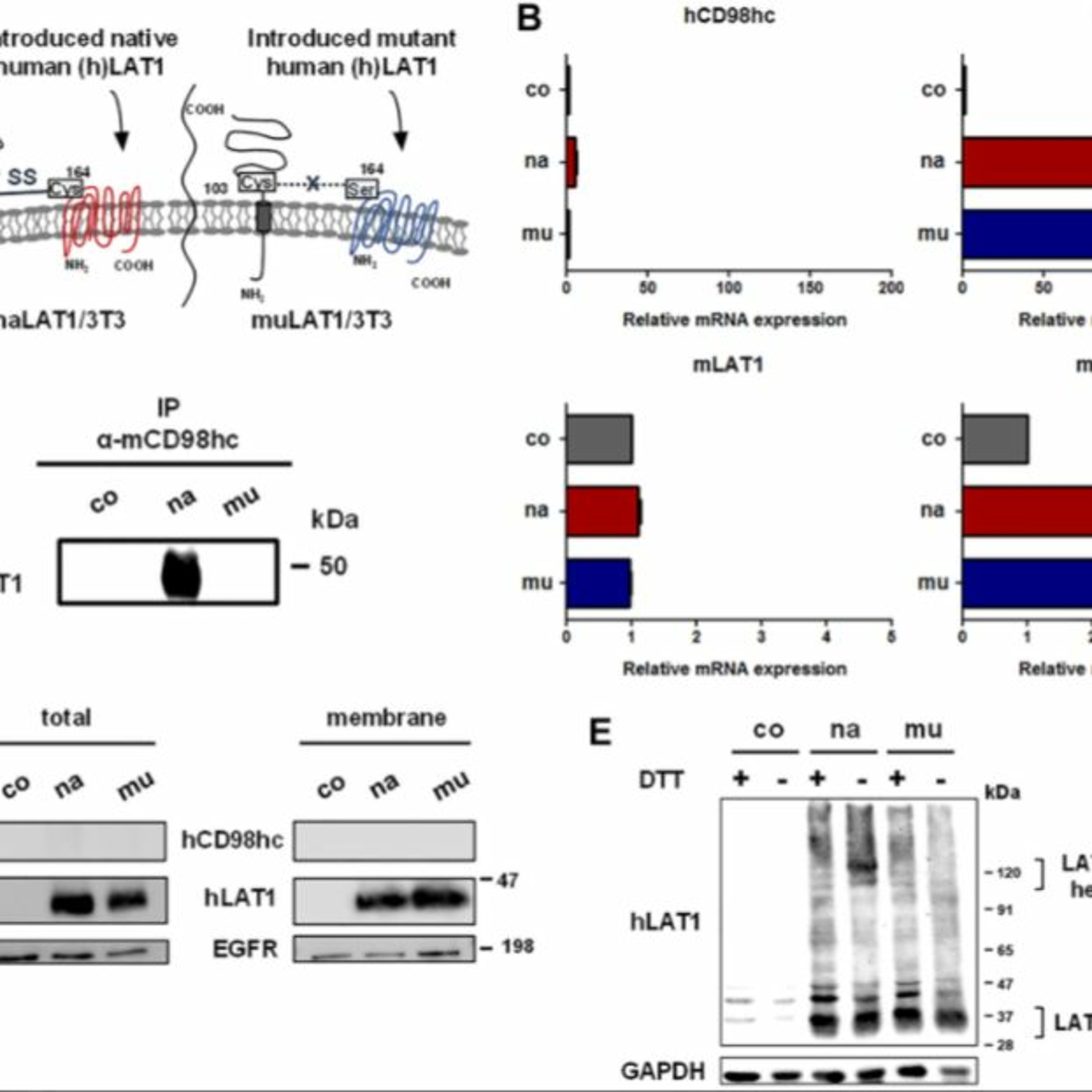 Oncotarget