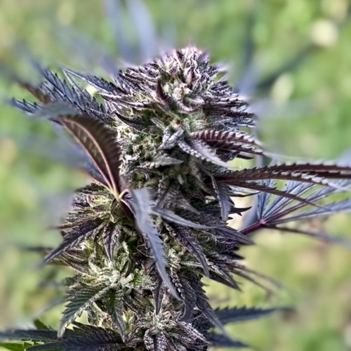 A Joint In Your Honor - Moontricks DNB edit (PausePlay Mashup)