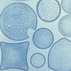Unicellular Microalgae
