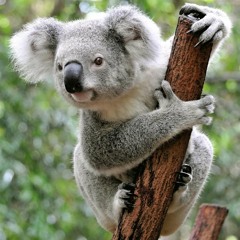 ezixen - cosinus koala