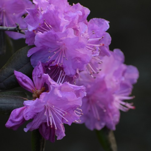 Survivin' - Bastille