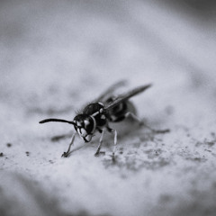 Wasp