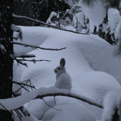 traumatized youngboy no drums rmxx