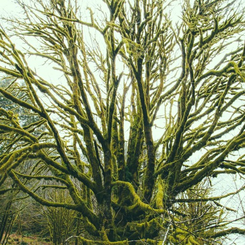 The Tree Of Life (Original Mix) Preview