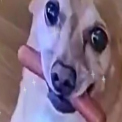 EPIC SAX GUY BUT IT'S SAM THE DOG WITH A HOT DOG