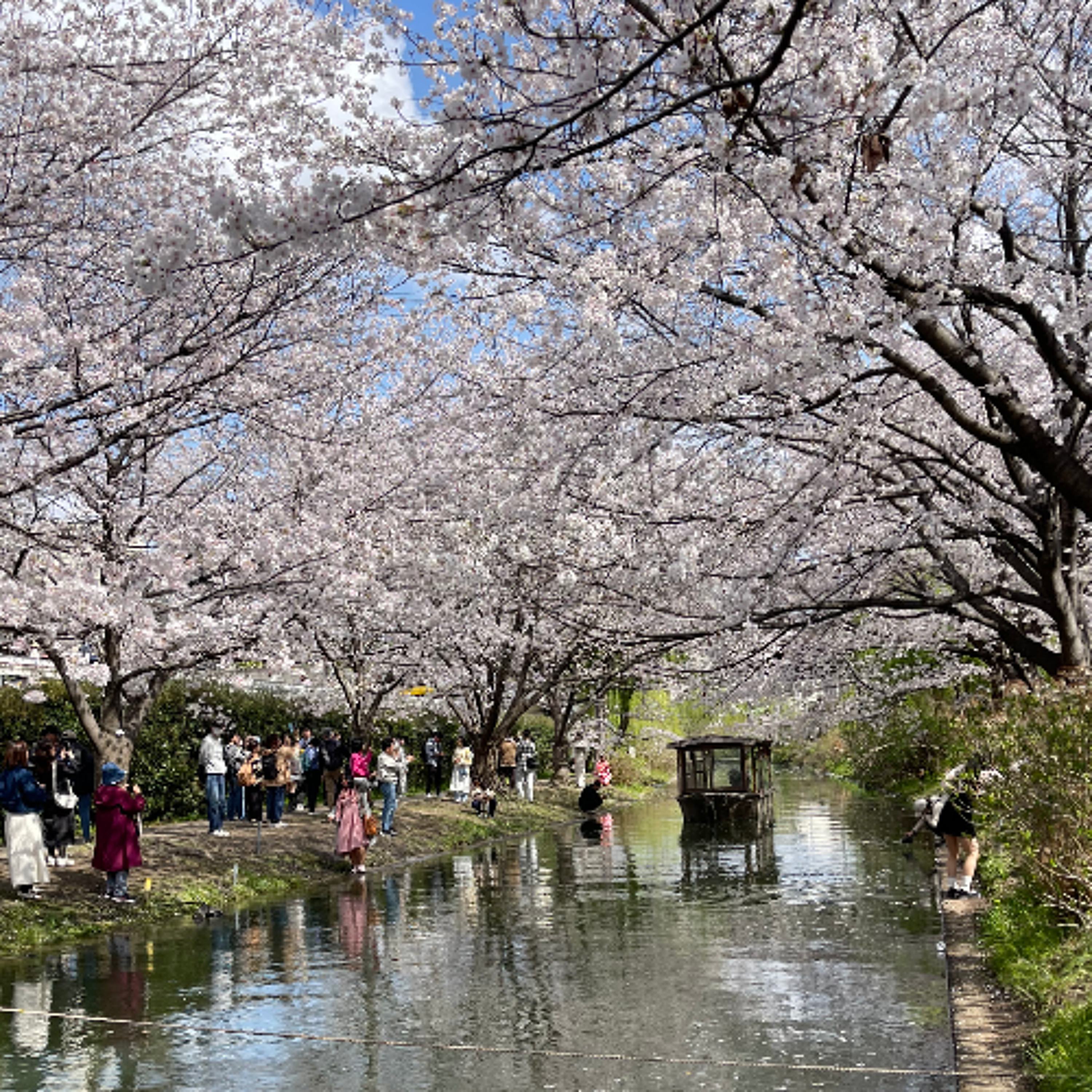 Sakura season in Japan: Top travel tips to plan your trip (14.04.25) episode artwork