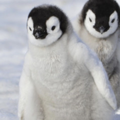 Sig.Carlito I Want More Ft Zelly Ocho