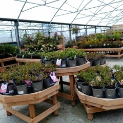 Looking after your seedlings - In The Garden with Feeney's Garden Centre