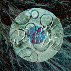 sytrus