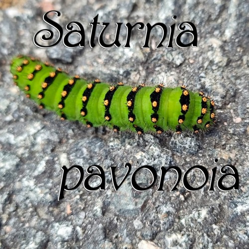 SATURNIA PAVONIA