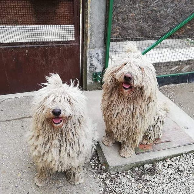 sholoh + zee! ~ came wit it (prod.zeegoinxrazy)