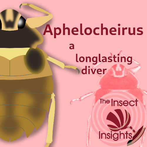 Aphelocheirus, a longlasting diver