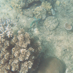 Eat the Shell {{777 mix}}