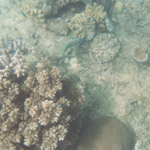 Eat the Shell {{777 mix}}