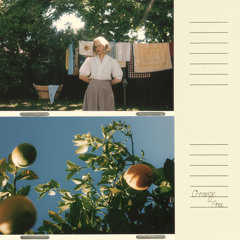 Orange Tree