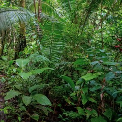 Iconic Sound Of The Amazon Rainforest - Screaming pihas