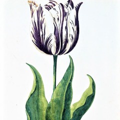 tulip